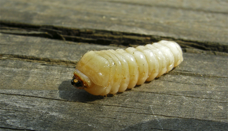 Larva di....Cerambycidae:  cfr. Hylotrupes bajulus